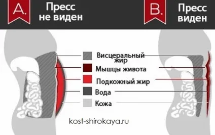Як накачати прес, кубики, жир, як накачати прес в домашніх умовах, кістка широка (прямого м'яза живота) Як накачати прес, кубики, жир, як накачати прес в домашніх умовах, кістка широка