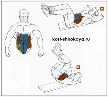 Як накачати прес, кубики, жир, як накачати прес в домашніх умовах, кістка широка (прямого м'яза живота) Як накачати прес, кубики, жир, як накачати прес в домашніх умовах, кістка широка