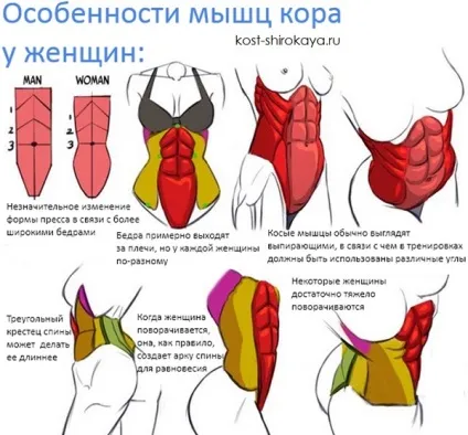Як накачати прес, кубики, жир, як накачати прес в домашніх умовах, кістка широка (прес) Як накачати прес, кубики, жир, як накачати прес в домашніх умовах, кістка широка