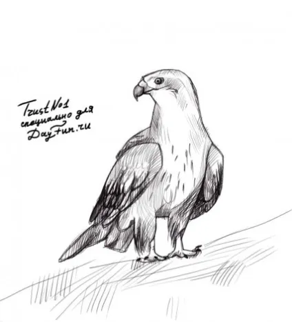 Як намалювати шуліки олівцем поетапно