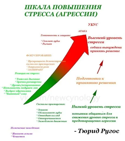 Як налагодити контакт з собакою (налагодити контакт собакою) Як налагодити контакт з собакою