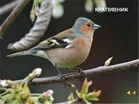 Як намалювати зяблика олівцем поетапно (намалювати) Як намалювати зяблика олівцем поетапно