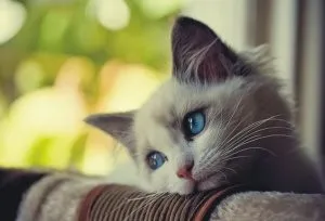 Як навчити кошеня ловити мишей, котячий помічник (кошеня) Як навчити кошеня ловити мишей, котячий помічник