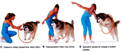 Як навчити собаку стрибків через обруч (обруч) Як навчити собаку стрибків через обруч