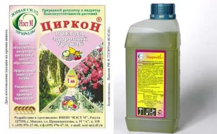 Як обробити насіння огірків