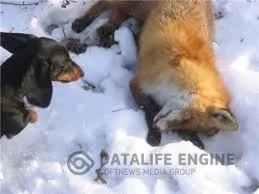 Як охоіться на лисицю з норной собакою, поради бувалих мисливців (свого) Як охоіться на лисицю з норной собакою, поради бувалих мисливців