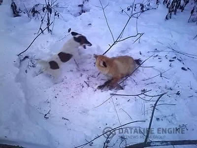 Як охоіться на лисицю з норной собакою, поради бувалих мисливців (всього) Як охоіться на лисицю з норной собакою, поради бувалих мисливців