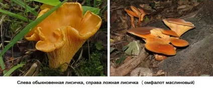 Як відрізнити гриб лисичку неправдиву від справжньої (помилкову) Як відрізнити гриб лисичку неправдиву від справжньої