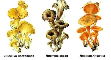 Як відрізнити гриб лисичку неправдиву від справжньої (лисички) Як відрізнити гриб лисичку неправдиву від справжньої