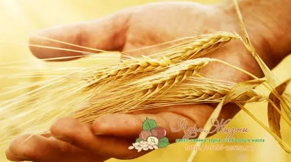Як визначити врожайність пшениці вУкаіни і в світі (врожайність) Як визначити врожайність пшениці вУкаіни і в світі