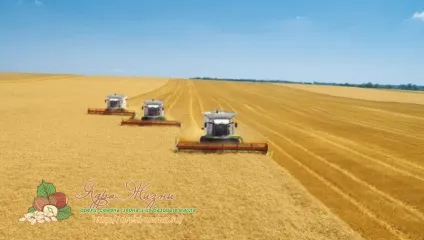 Як визначити врожайність пшениці вУкаіни і в світі (врожайність) Як визначити врожайність пшениці вУкаіни і в світі