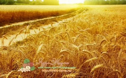 Як визначити врожайність пшениці вУкаіни і в світі (росії) Як визначити врожайність пшениці вУкаіни і в світі