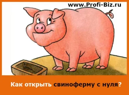 Як відкрити свиноферму з нуля бізнес план (бізнес) Як відкрити свиноферму з нуля бізнес план