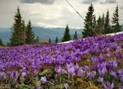 Як пересадити крокуси