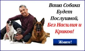 Який нашийник краще для собаки (собаки) Який нашийник краще для собаки