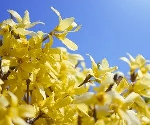 Як пережити весну без алергії - новини agooka (весну) Як пережити весну без алергії - новини agooka