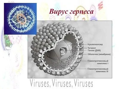 Як передається герпес способи і причини (простий герпес типу) Як передається герпес способи і причини