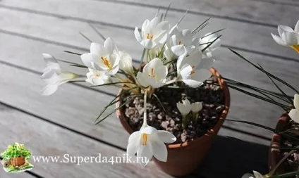 Як пересадити крокуси