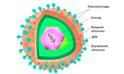 Як передається герпес від людини до людини як уникнути зараження герпесом (відео) (людини) Як передається герпес від людини до людини як уникнути зараження герпесом (відео)