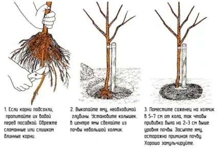 Як пересадити абрикос на інше місце своїми руками (абрикос) Як пересадити абрикос на інше місце своїми руками