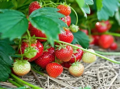 Як підгодувати полуницю курячим послідом, приготування добрив (приготування) Як підгодувати полуницю курячим послідом, приготування добрив