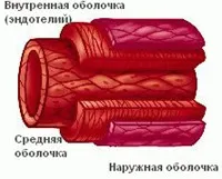 Як допомогти венах при варикозі (судини) Як допомогти венах при варикозі