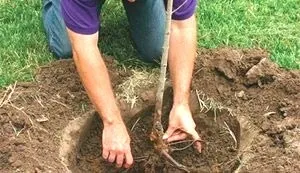 Як посадити живопліт з верби фото, відео (посадити) Як посадити живопліт з верби фото, відео
