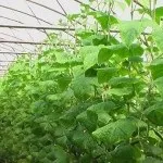 Як правильно виростити розсаду перців для гарного врожаю (правильно) Як правильно виростити розсаду перців для гарного врожаю