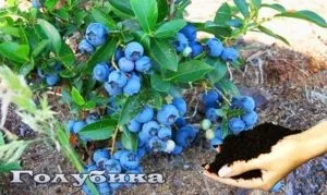 Як правильно годувати садову лохину (Підкислення грунту посадці) Як правильно годувати садову лохину