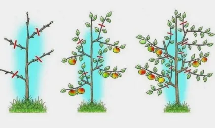 Як правильно проводити осінню обрізку яблуні і коли її краще робити схема і відео (робити) Як правильно проводити осінню обрізку яблуні і коли її краще робити схема і відео