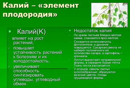 Як правильно удобрювати домашні та садові рослини сірчанокислим калієм - секрети садівників (рослини) Як правильно удобрювати домашні та садові рослини сірчанокислим калієм - секрети садівників