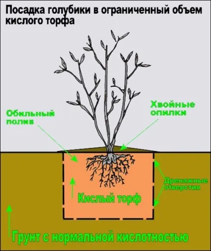 Як правильно годувати садову лохину (правильно) Як правильно годувати садову лохину