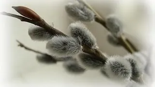 Змови на вербну неділю (Вербна неділя можуть) Змови на вербну неділю