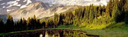 Як птиці ловлять рибу