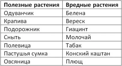 Як приручити жако до рук, ніж годувати жако, утримання та догляд (годувати) Як приручити жако до рук, ніж годувати жако, утримання та догляд