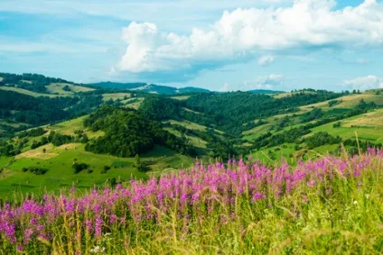 Як збирати і сушити іван-чай (кипрей), зберігання заготовки