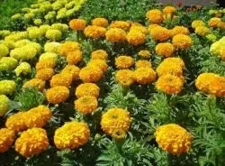 Як створюється клумба з чорнобривців своїми руками фото і правила (створюється) Як створюється клумба з чорнобривців своїми руками фото і правила