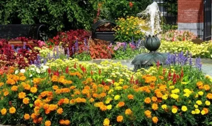Як створюється клумба з чорнобривців своїми руками фото і правила (руками) Як створюється клумба з чорнобривців своїми руками фото і правила