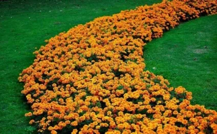 Як створюється клумба з чорнобривців своїми руками фото і правила (руками) Як створюється клумба з чорнобривців своїми руками фото і правила