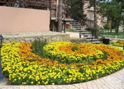 Як створюється клумба з чорнобривців своїми руками фото і правила (чорнобривців) Як створюється клумба з чорнобривців своїми руками фото і правила