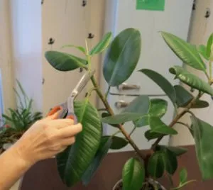 Як доглядати за каучуконосні фікусом, догляд і вирощування в домашніх умовах (догляд) Як доглядати за каучуконосні фікусом, догляд і вирощування в домашніх умовах