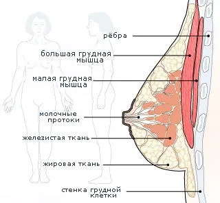 Як збільшити груди, збільшення грудей (збільшити) Як збільшити груди, збільшення грудей