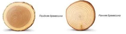 Як встановити нагелі в дерев'яному зрубі корисну пораду (нагелі) Як встановити нагелі в дерев'яному зрубі корисну пораду