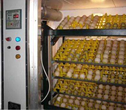 Як доглядати за інкубатором в домашніх умовах (доглядати) Як доглядати за інкубатором в домашніх умовах