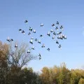 Як вести себе з мавпами