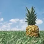 Як вибрати стиглий ананас як вибрати ананас стиглий в магазині (вибрати) Як вибрати стиглий ананас як вибрати ананас стиглий в магазині