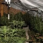 Як в гідропоніці вирощувати коноплю - вирощування конопель в домашніх умовах (вирощувати) Як в гідропоніці вирощувати коноплю - вирощування конопель в домашніх умовах