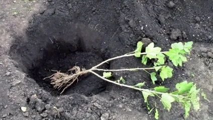 Як доглядати за агрусом