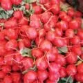Як вирощувати салатний цикорій (посадка догляд відкритому грунті) Як вирощувати салатний цикорій