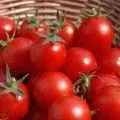 Як вирощувати салатний цикорій (вирощувати) Як вирощувати салатний цикорій